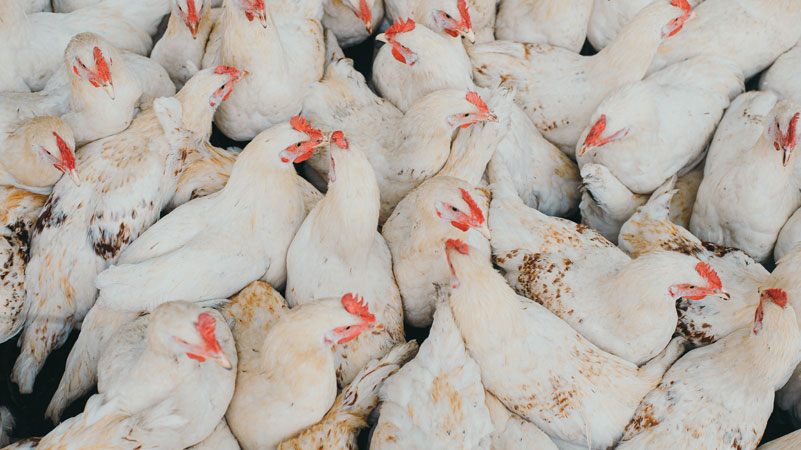 Starting a Poultry Business in Sterkspruit